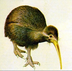 KIWI0031.jpg